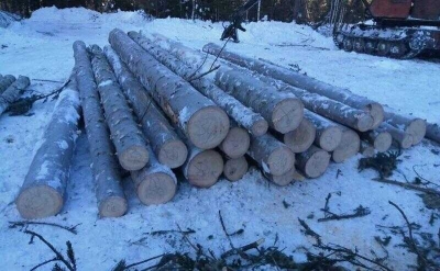 Руководитель фермерского предприятия в Красноярском крае незаконно вырубил лес на 3,9 миллиона рублей